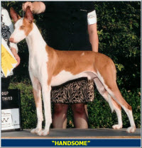 Handsome
