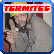 Termites