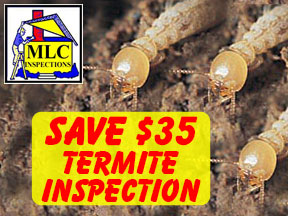 Termite